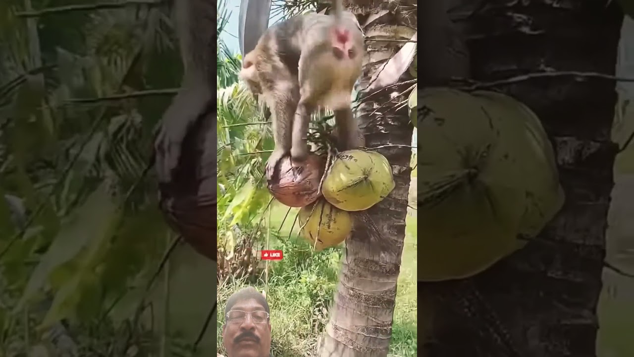 #monkey #macaco #animals #macacao #babymonkey #macacoprego #banana #macacosfofos #funnymonkey
