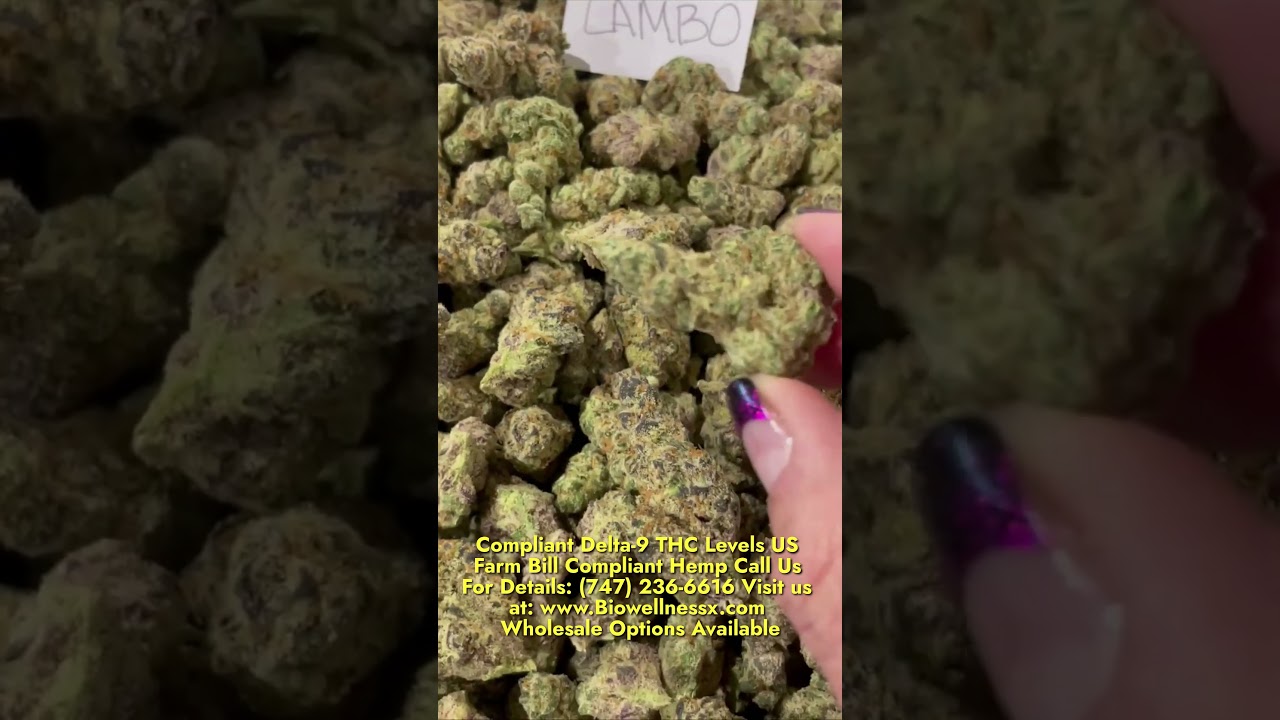 Lambo Strain: Exotic Genetics for Cannabis Enthusiasts 🌱🔥