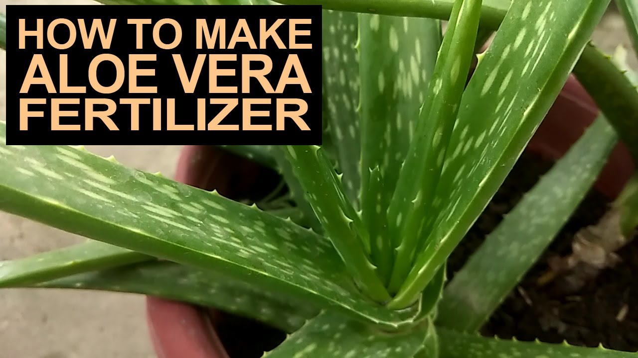 Aloe Vera Fertilizer: Ideal For Orchids And Other Flowering Plants