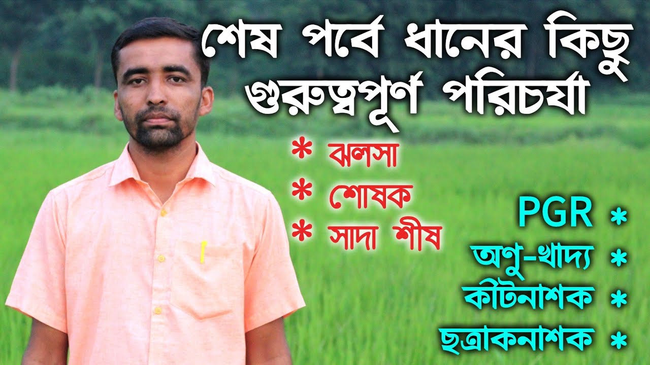 ধানে ফলন বাড়ানোর জন্য শেষ মুহূর্তে কিছু গুরুত্বপূর্ণ পরিচর্যা। ধানে শীষ আসার আগে ও পরের পরিচর্যা।