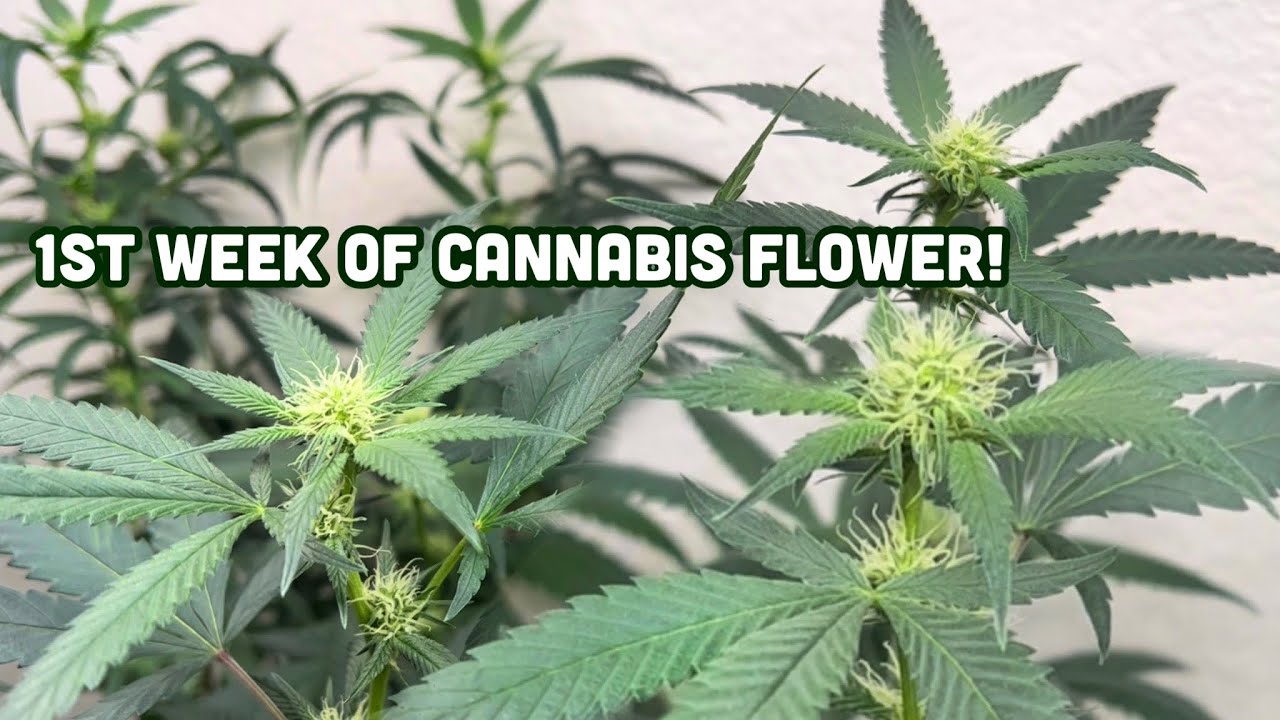 1 WEEK FLOWER: White Mintz Clone 🔥 Indoor Closet Cannabis Grow
