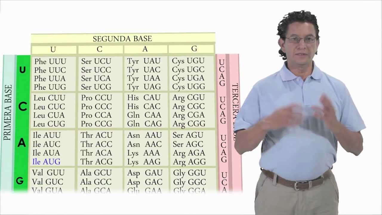 ADN y ARN