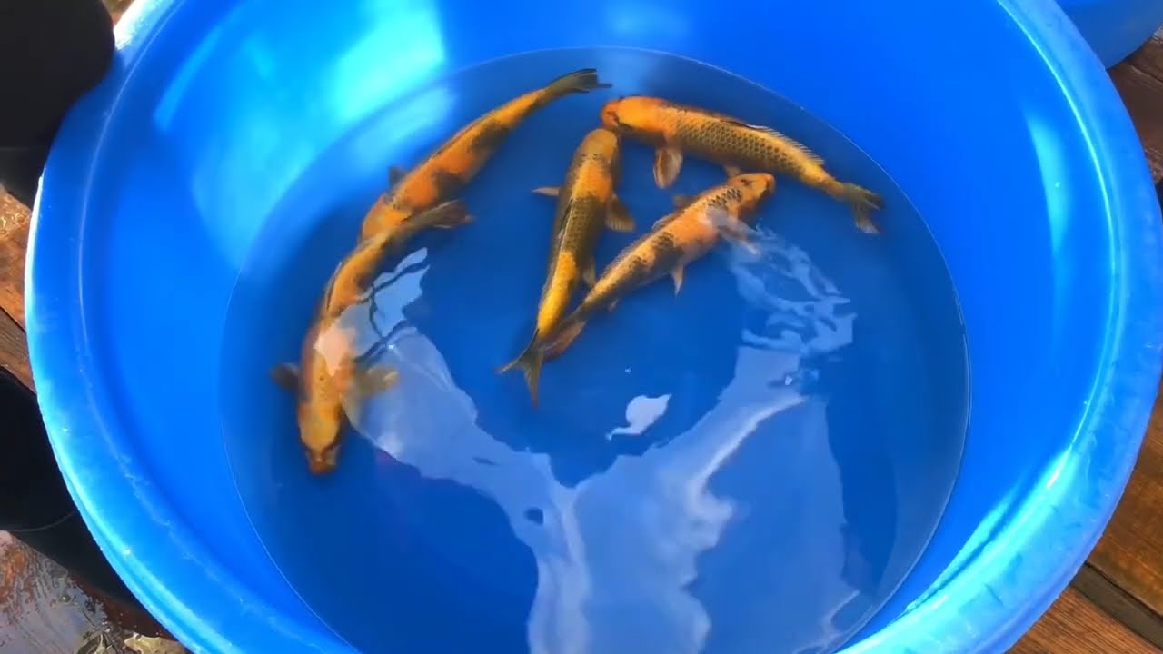 Koi Hunting with THE KOI COLLECTION