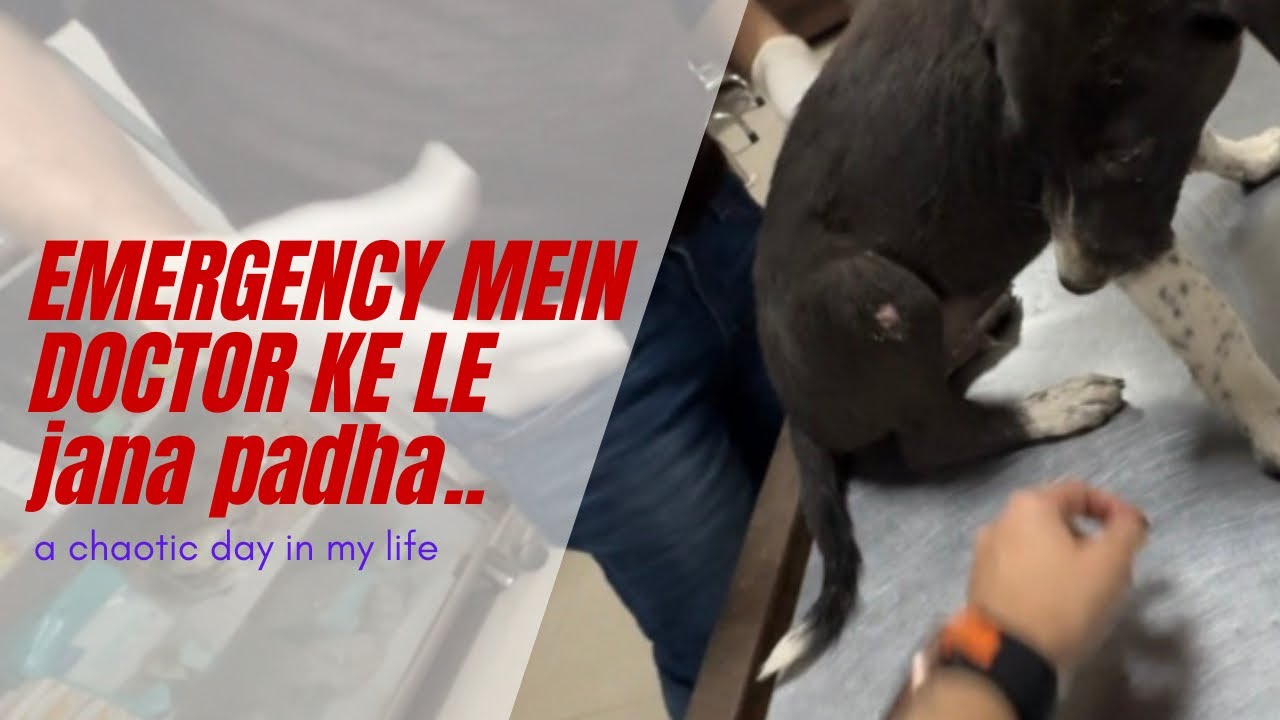 Pillu ko Doctor ke pass le jana padha | a day in my life 🐶