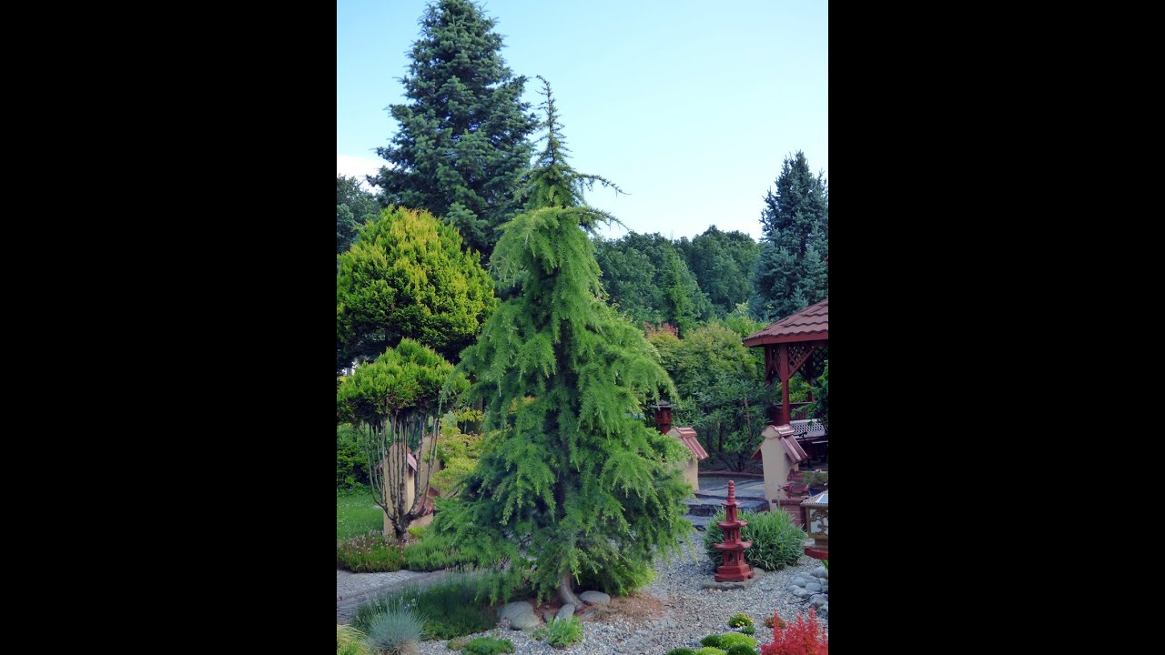 Cedr Libański Cedrus Atlantica aurea