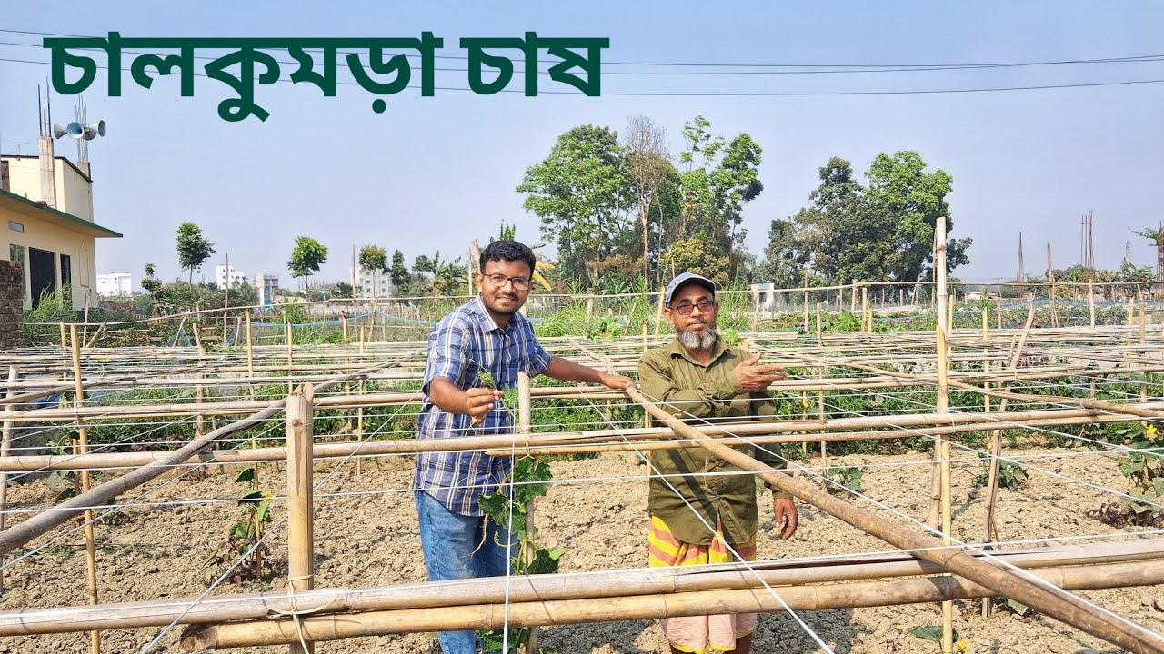 চাল কুমড়া চাষের আধুনিক পদ্ধতি | Krishi_Nobayon 