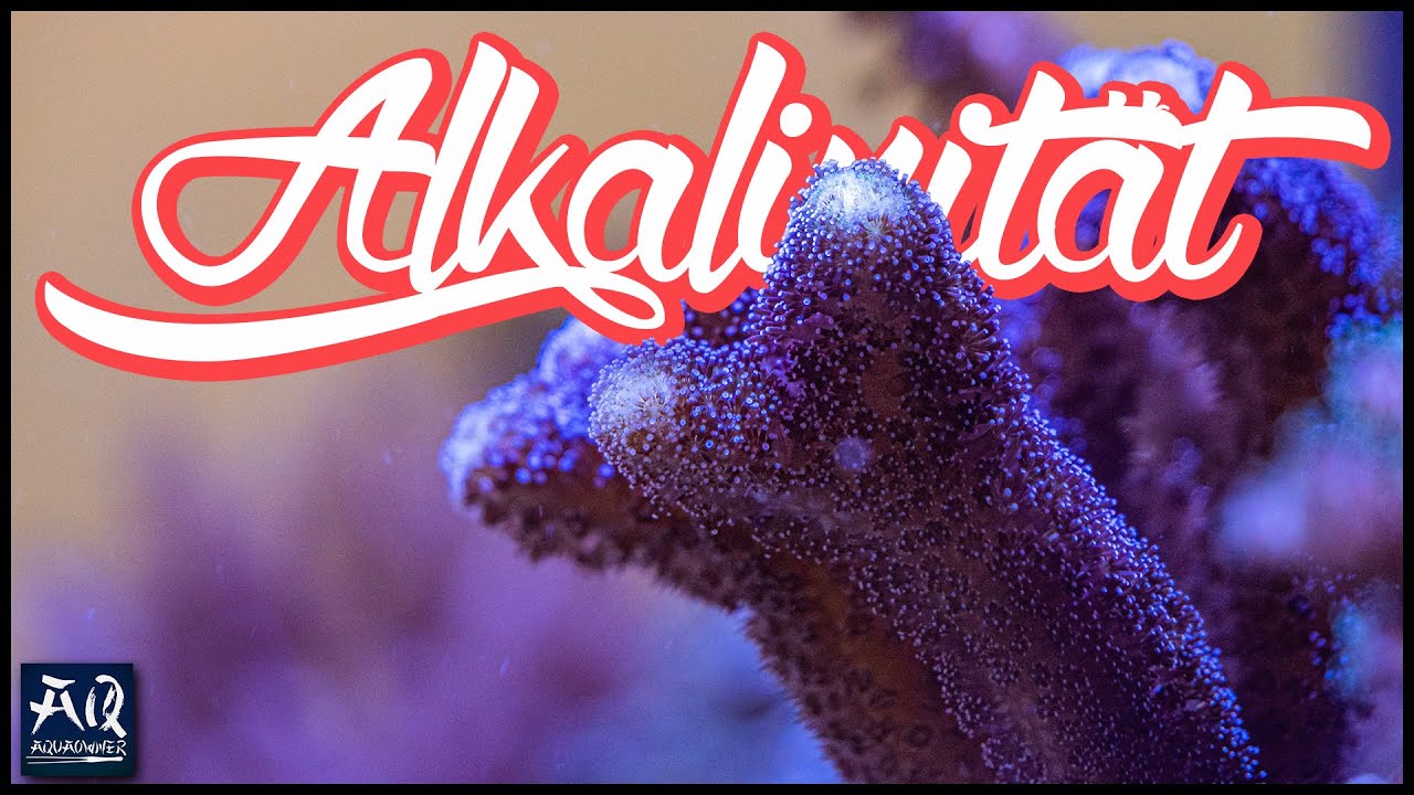 KH im Meerwasser verstehen | AquaOwner