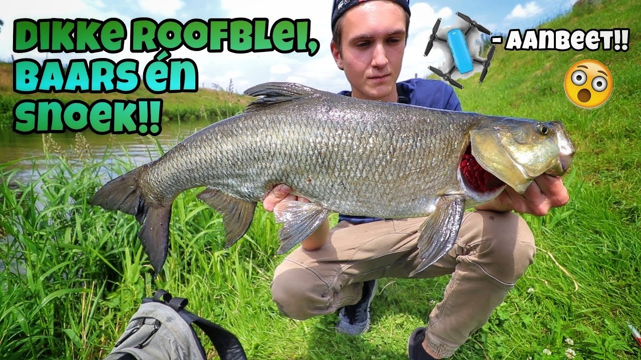 DRONE AANBEET SNOEK!! + DIKKE ROOFBLEI EN BAARS!! Snoeken baarzen snoekbaars snoekbaarzen