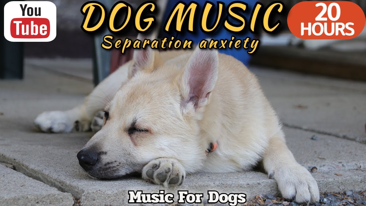 20 ЧАСОВ Успокаивающей Музыки для Собак 🐶💖 Облегчение Тревоги Разлуки 🦮🎵 ⭐ Healingmate