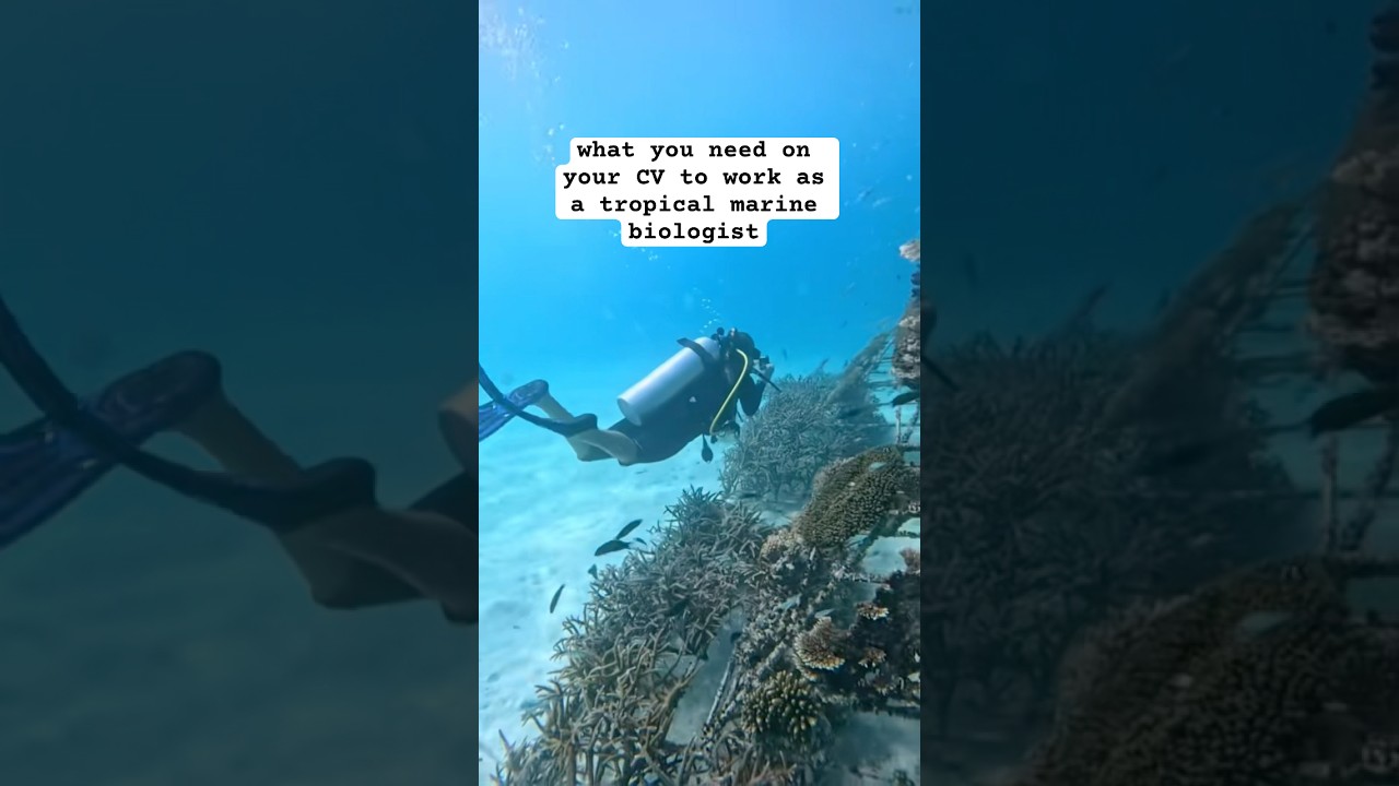 how to get a job as a tropical marine biologist! Subscribe for more tips🩵 #marinebiology #wildlife