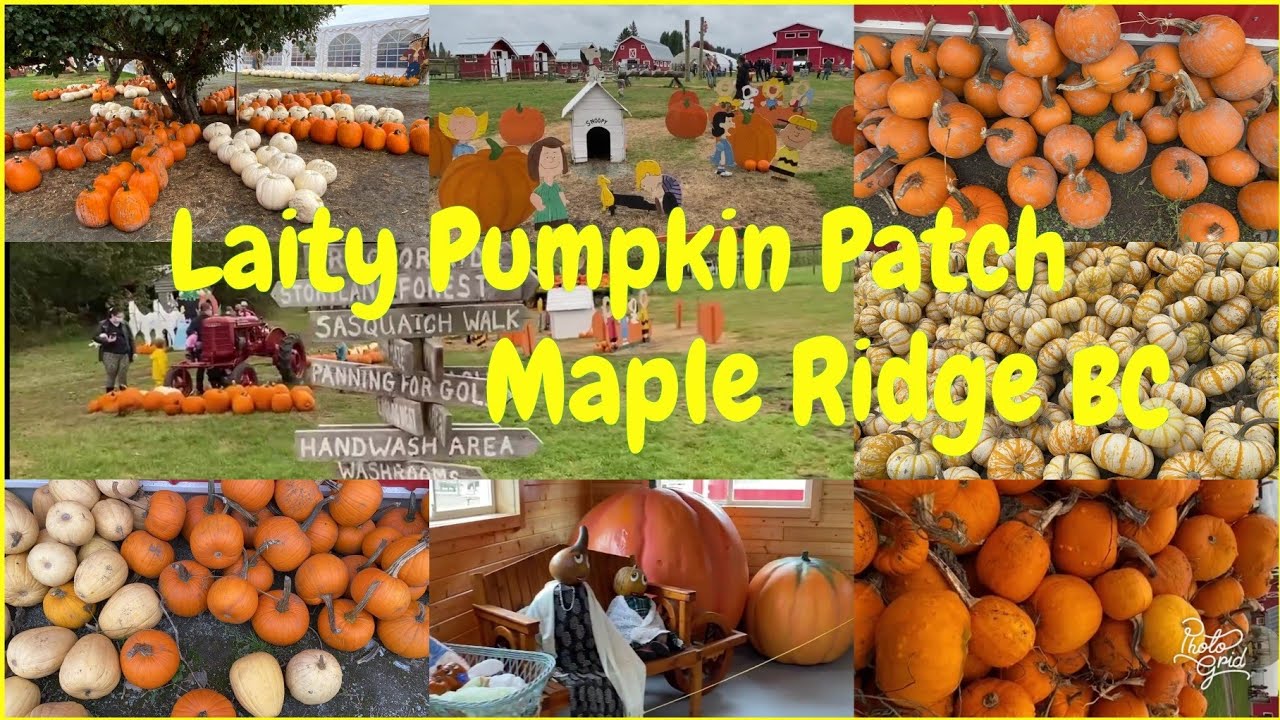 Laity Pumpkin Patch Maple Ridge BC 2020 | Pumpkin Patch Tour
