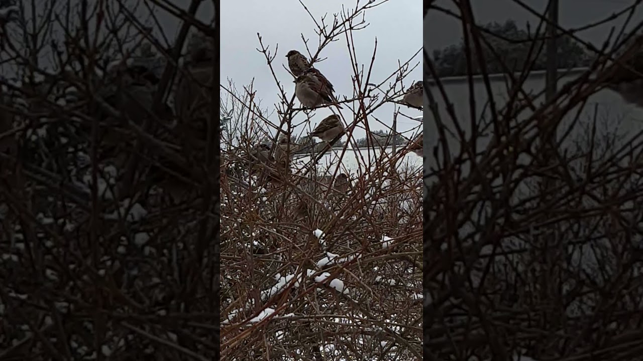 #shorts #птицы_воробьи_зима  #birds #birdslover