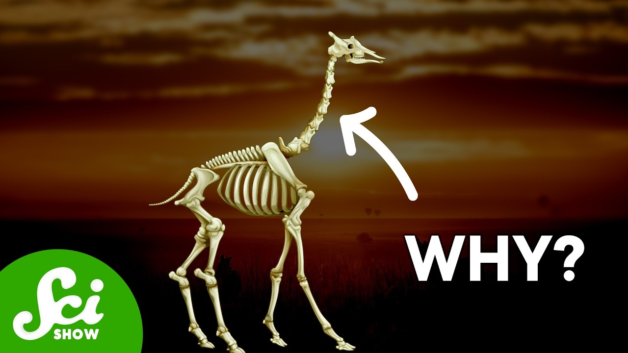 The Weird Reason Giraffes Have The Same Number of Neck Bones As You
