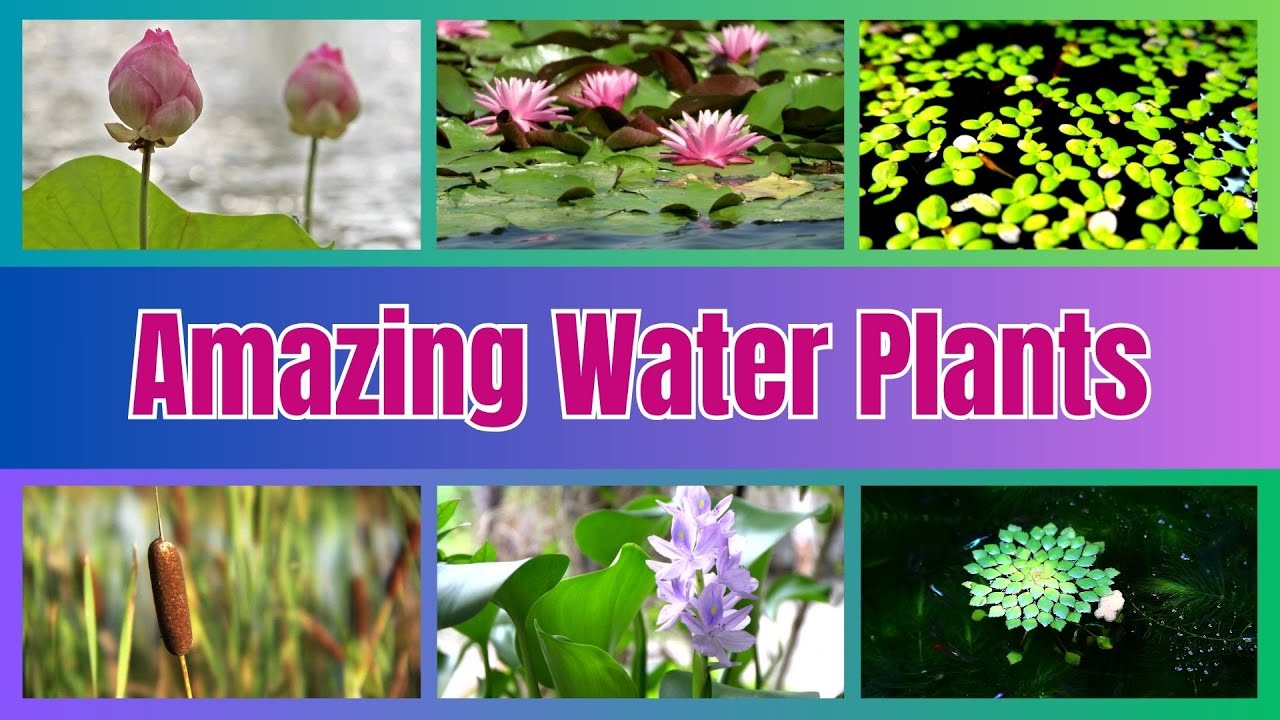 Amazing Water Plants for Kids  | Learn with Scientific Names | Primary Science Lesson