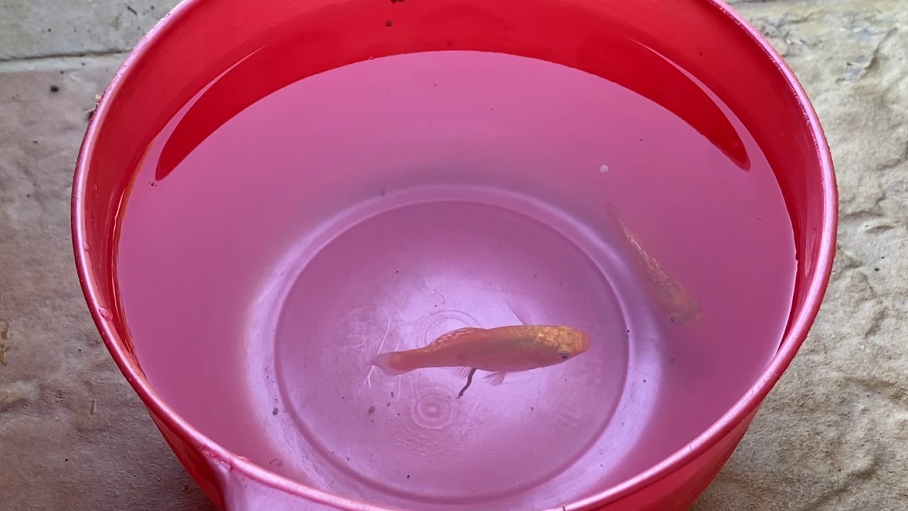 Gold couple fishing ,SBK channel