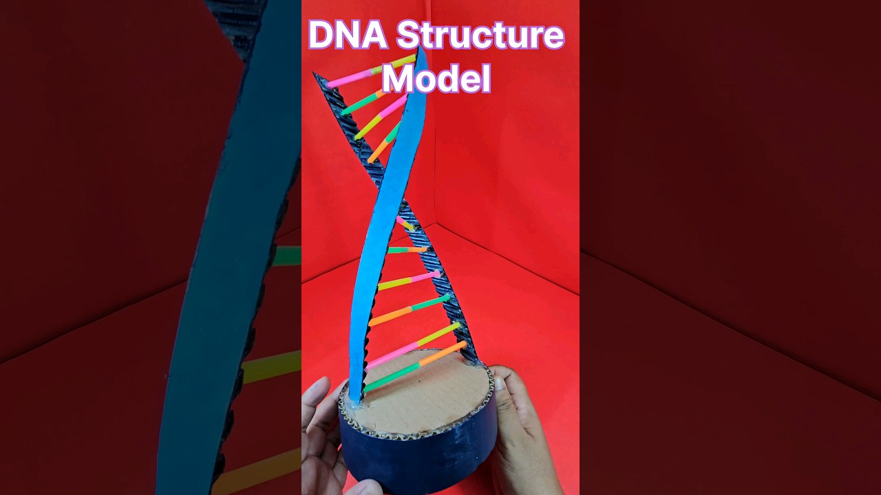 DNA STRUCTURE MODEL  I  The Structure of DNA  I  Science Projects Shorts  #scienceproject #shorts