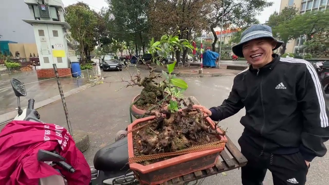 ĐẸP QUÁ, CỐT CÂY NHƯ DÁNG CHỦ NGHỆ VỜI BÁO ĐỒNG GIÁ 18 TRIỆU - QUÂN KẾT LẮM RỒI