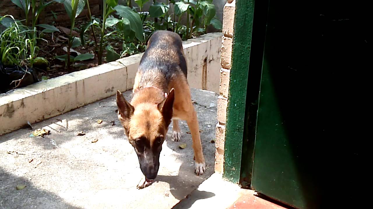 Pastor alem&aacute;n problema patas traseras