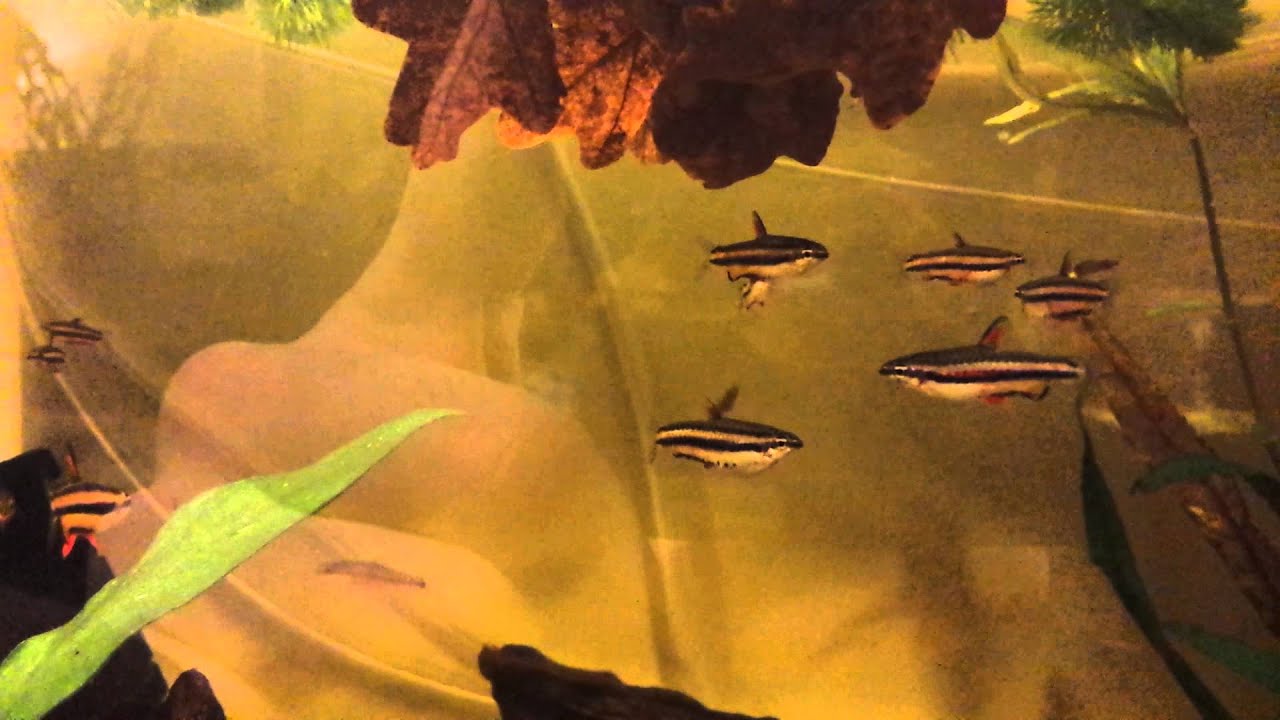 Nannostomus Marginatus pencilfish