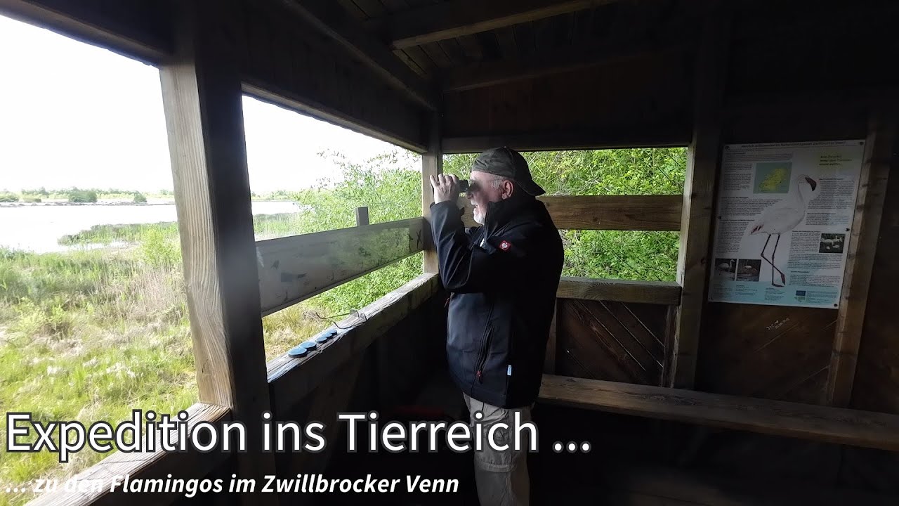 Expedition ins Tierreich - zu den Flamingos im Zwillbrocker Venn
