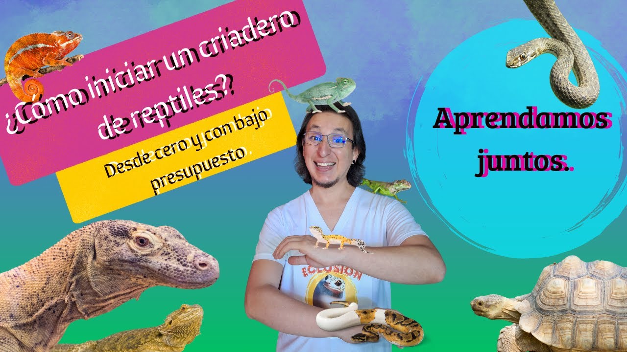 &iquest;C&oacute;mo iniciar un CRIADERO de REPTILES? Desde cero y con bajo presupuesto.  Aprendamos juntos !!! 🦎🐍