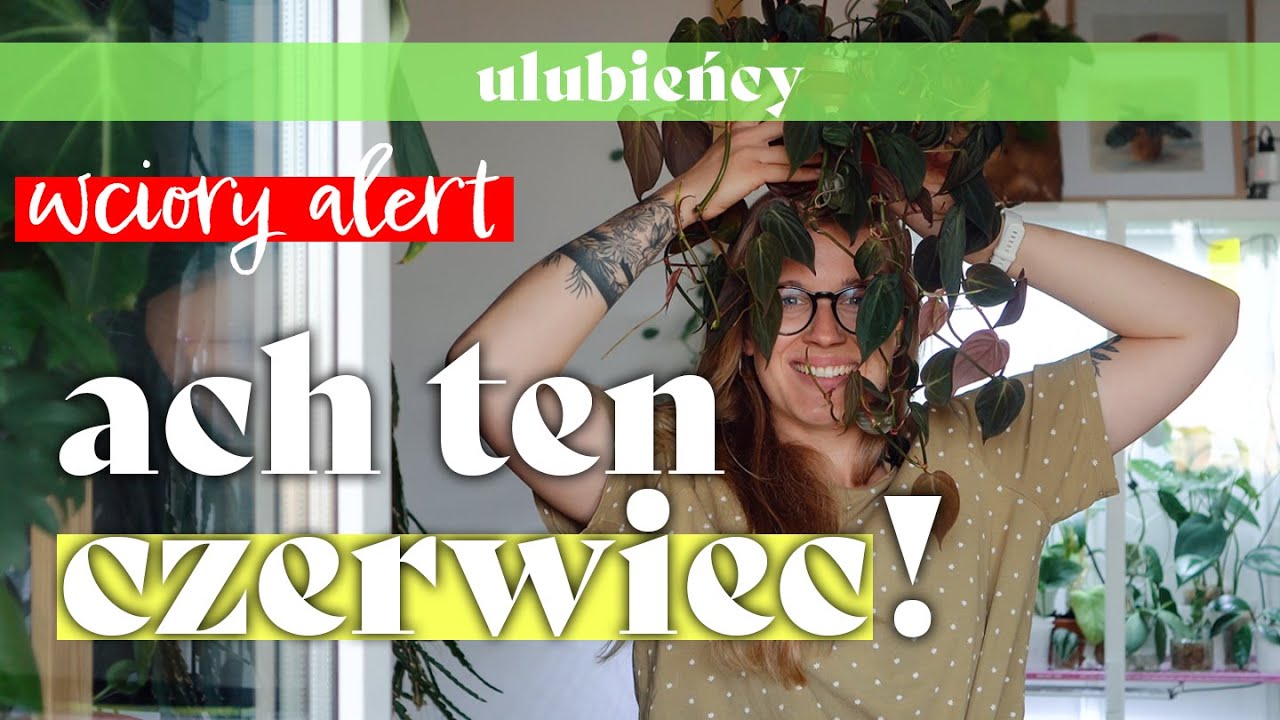 💜 Czerwcowe złotka - bez ataku wciornastka