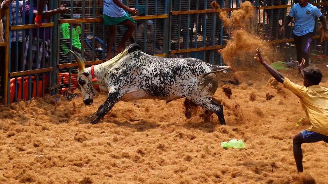 2026 மலையடிப்பட்டி ஜல்லிக்கட்டு Hilights, Malayadippatty Jallikkattu, @trendingjallikattu360