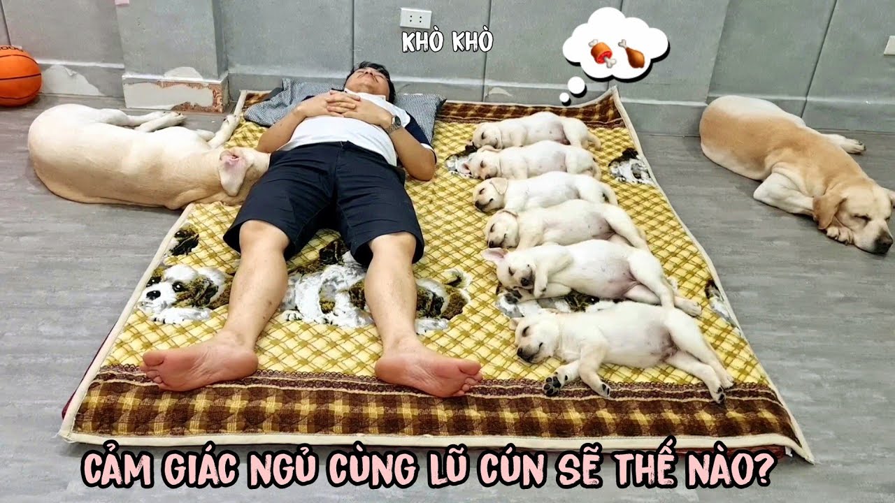 Cảm giác ngủ cùng lũ cún Chút Chít sẽ như thế nào - What Sleeping With My Dogs Is Like