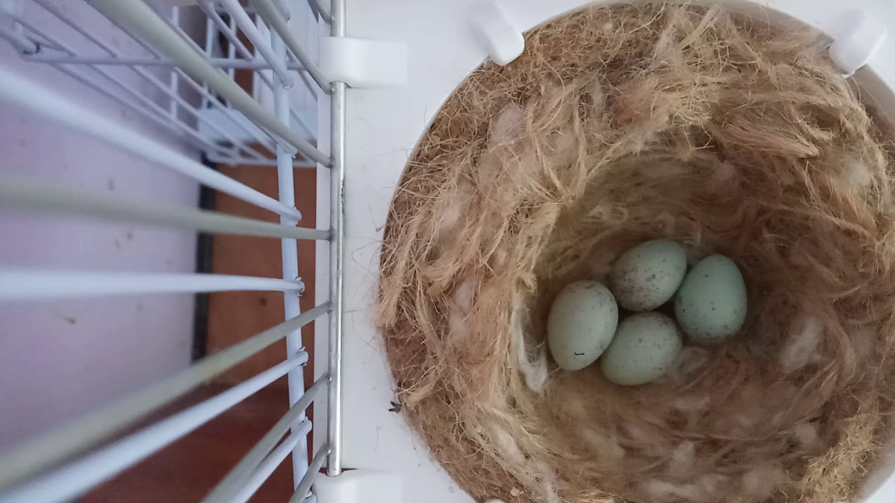 لهاته الأسباب لا تبيض أنثى الكناري + الحل النهائي لمشكلة عدم وضع أنثى الكناري للبيض