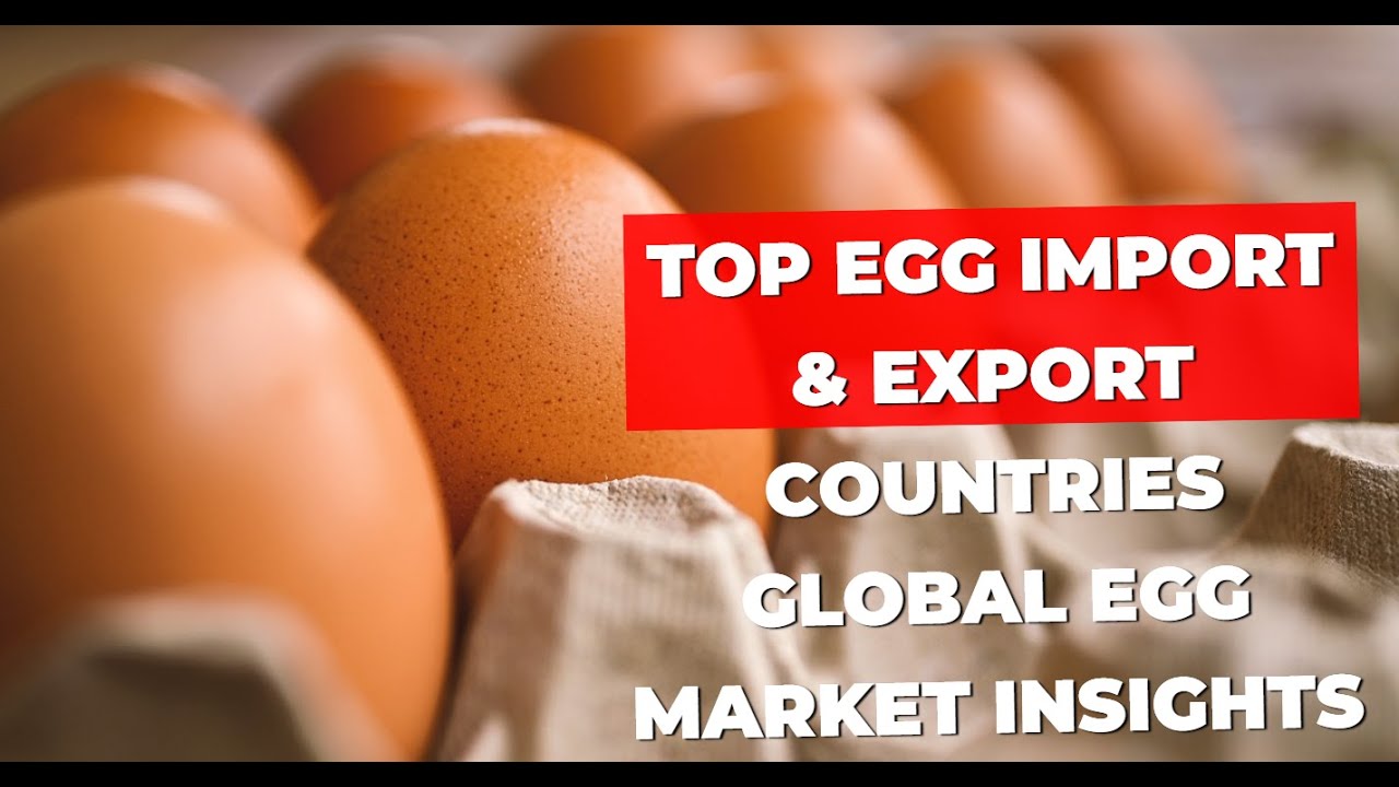 Top Egg Import & Export Countries   Global Egg Market Insights