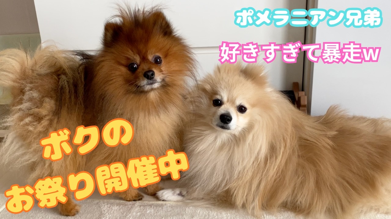 【ポメラニアン】大好きなシェルティが遊びに来た結果…お祭りが始まったw