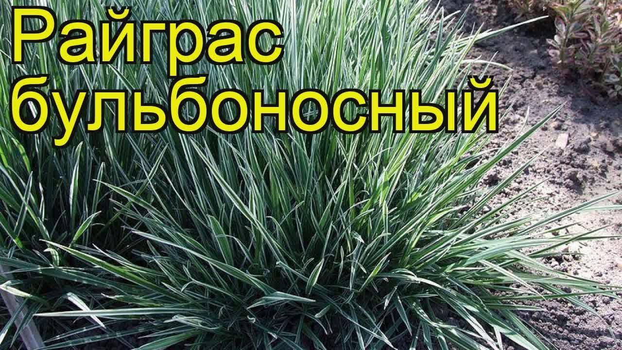 Райграс бульбоносный. Краткий обзор, описание характеристик arrhenatherum bulbosum