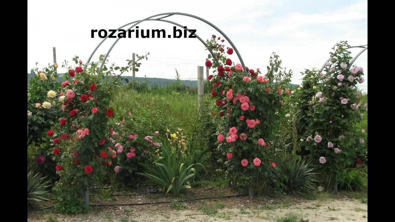 зацвели арки плетистых роз, питомник Полины Козловой, rozarium.biz