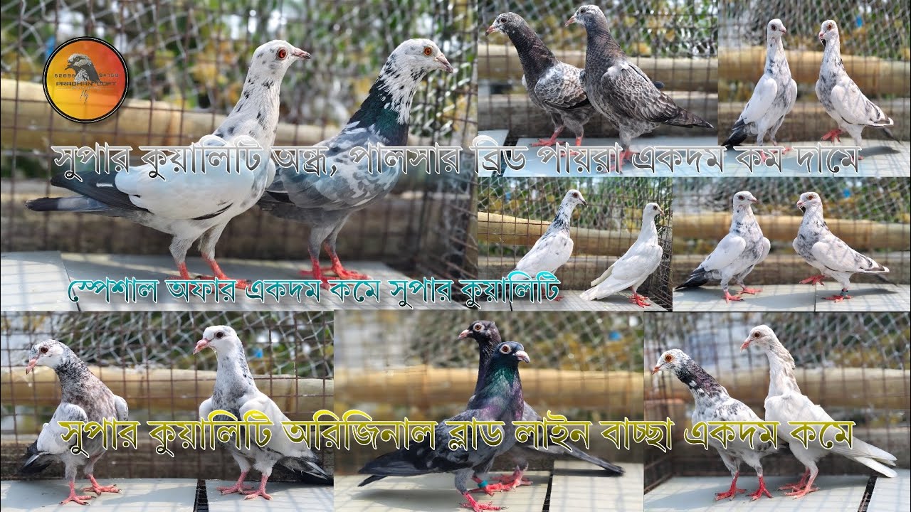 সুপার কুয়ালিটি পায়রা একদম কমে নিয়ে যান (📞_6289694768)