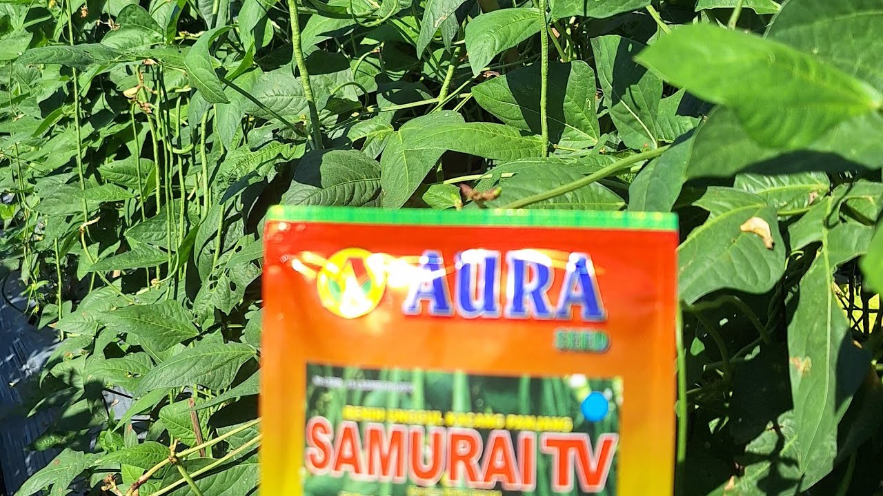 Bertani Kacang Panjang Hasil Melimpah SAMURAI TV (Tahan Virus) Aura seed