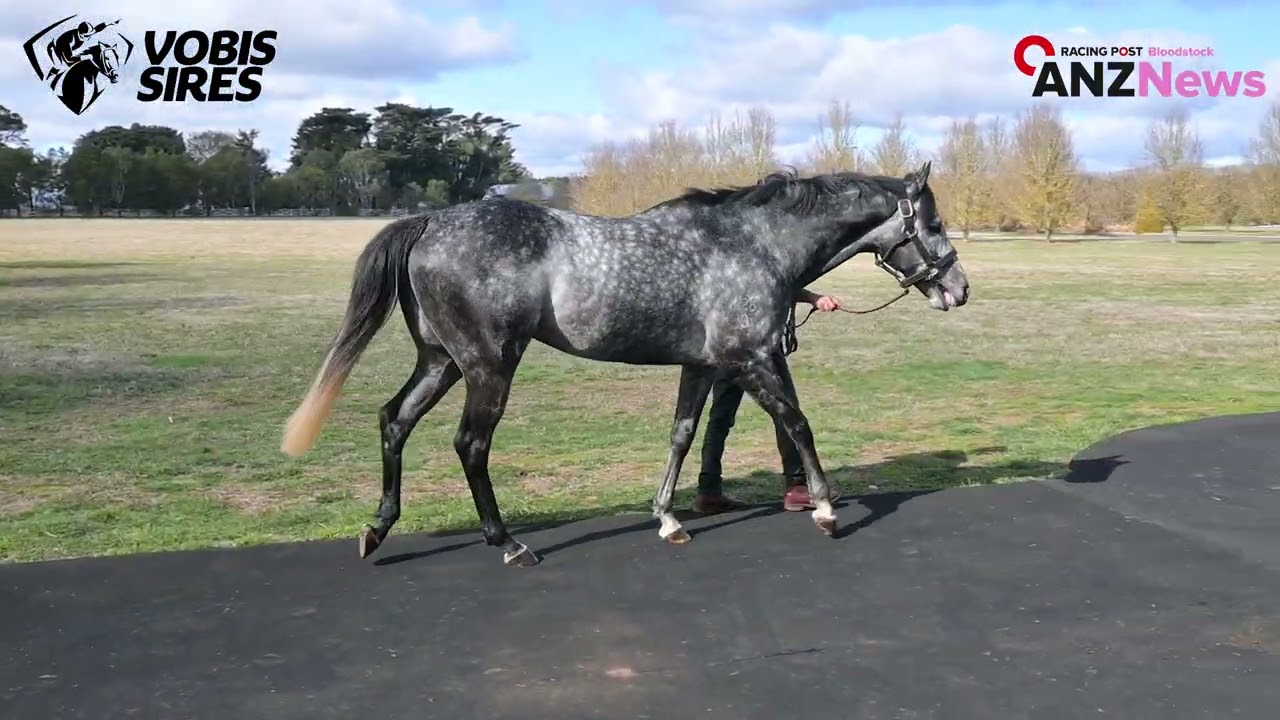 2025 Victorian Stallion Parades - Day 1