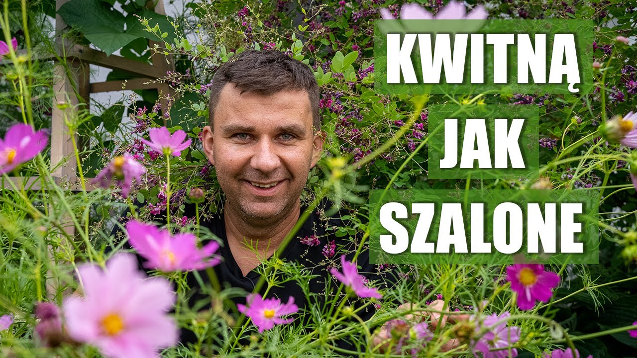 Wrzesień w ogrodzie - Kosmosy kwitną jak szalone