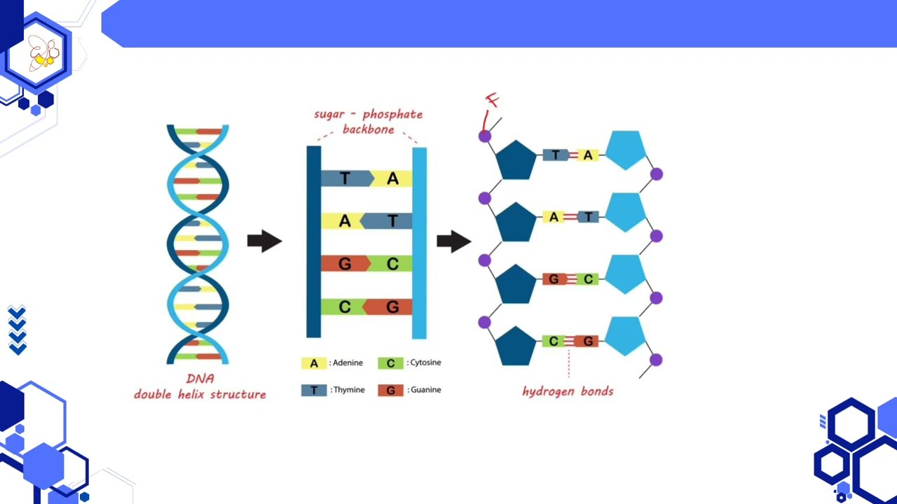 Struktur DNA. Perbedaan basa nitrogen purin dan pirimidin. Perbedaan  nukleosida dan nukleotida.