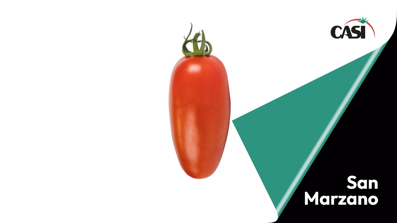 Tomate San Marzano, un tomate rojo y alargado muy especial.