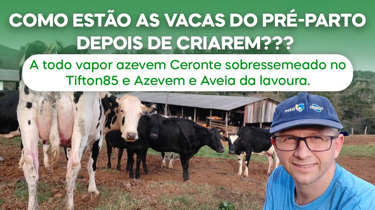 Vacas do pré-parto depois de criarem.Azevem Ceronte sobressemeado no Tifton85 e Azevem/Aveia (v.108)