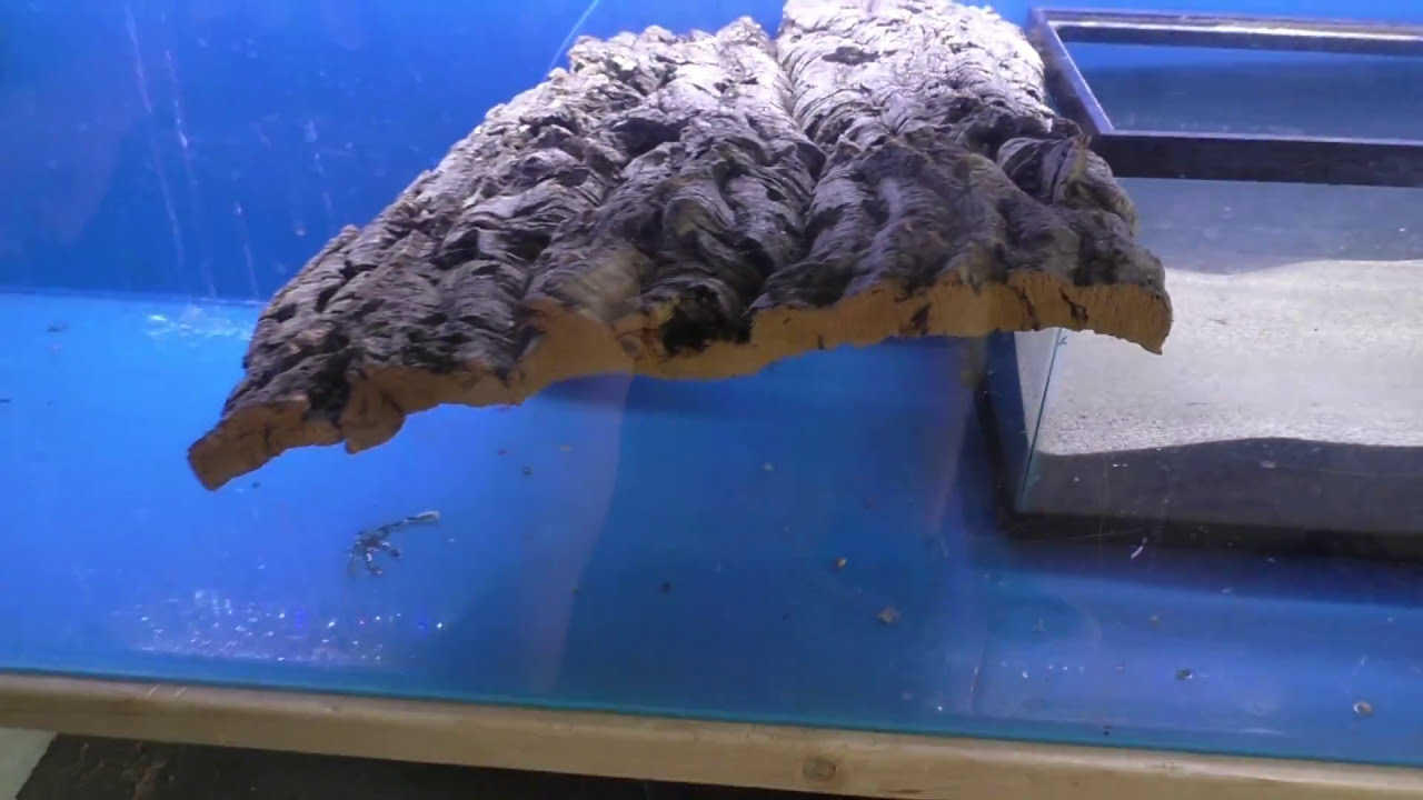 Turtle Tank Setup and Koi preparation - Fish Room Update Ep. 25