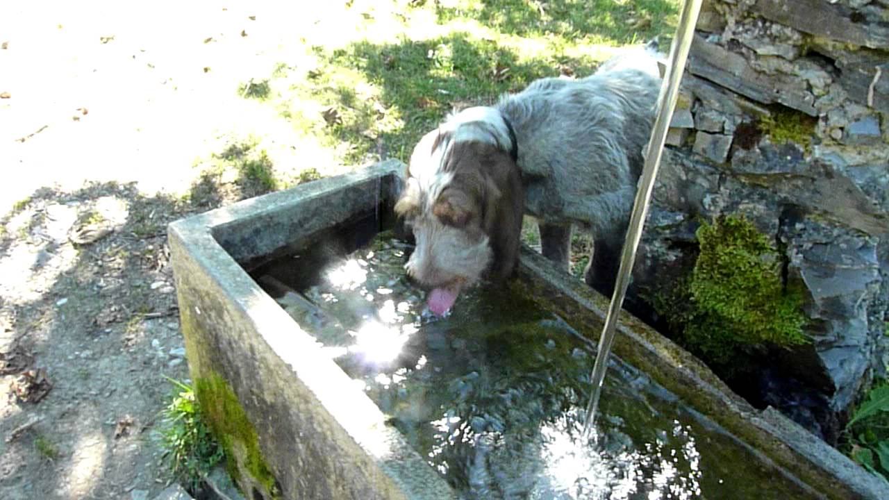 Lo spinone Barabba beve alla spina! ;)