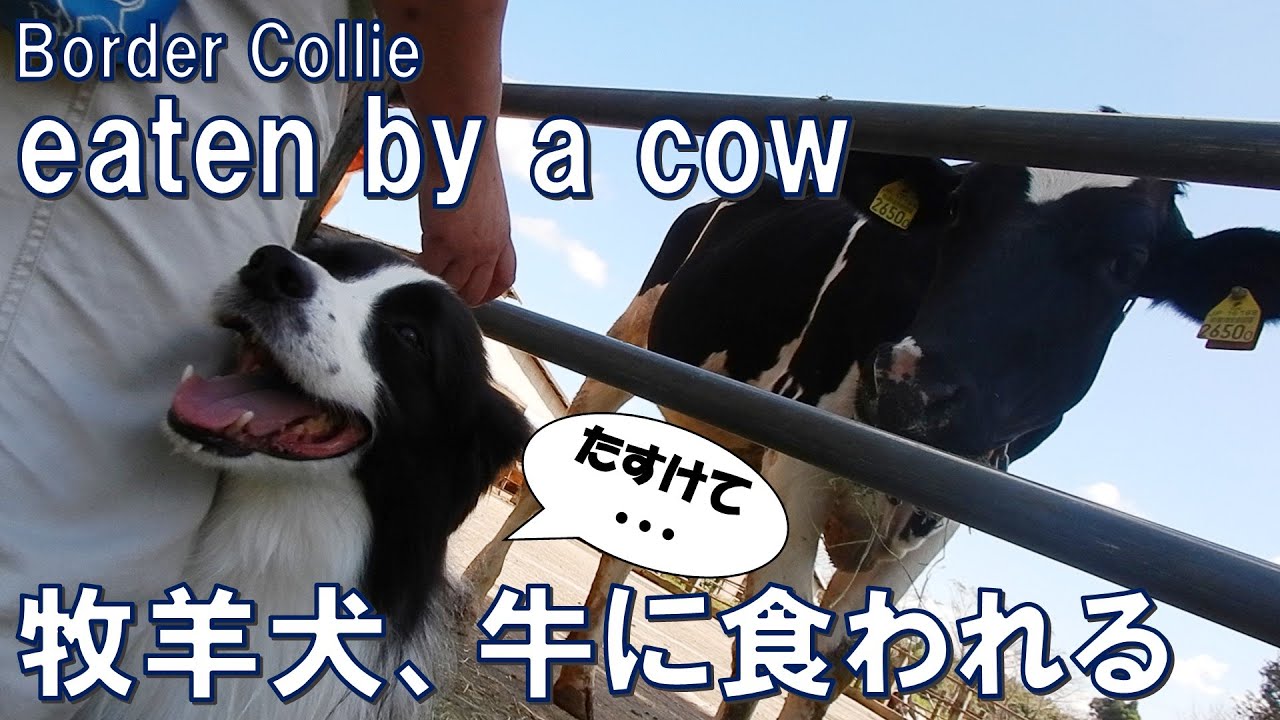 牛に食われる【保護犬ボーダーコリー6か月目】