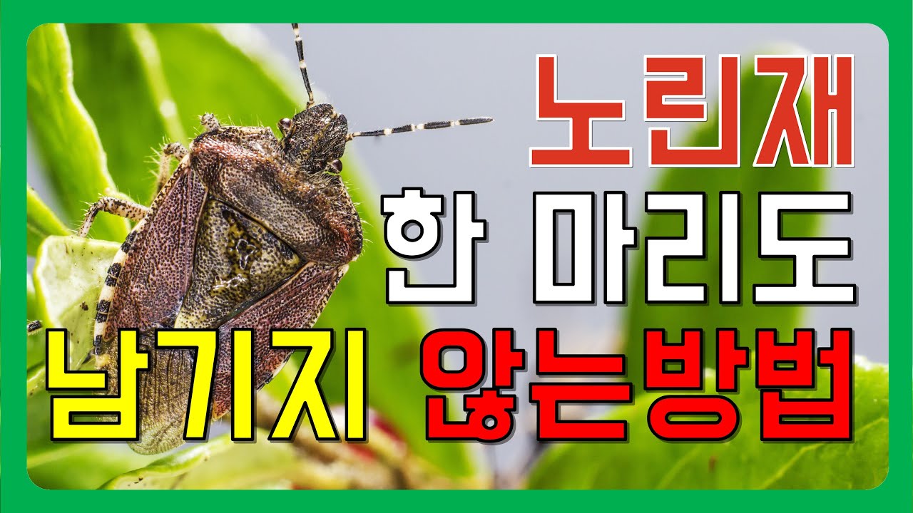 노린재를 밭에서 한마리도 남김없이 쫓아내는 방법.