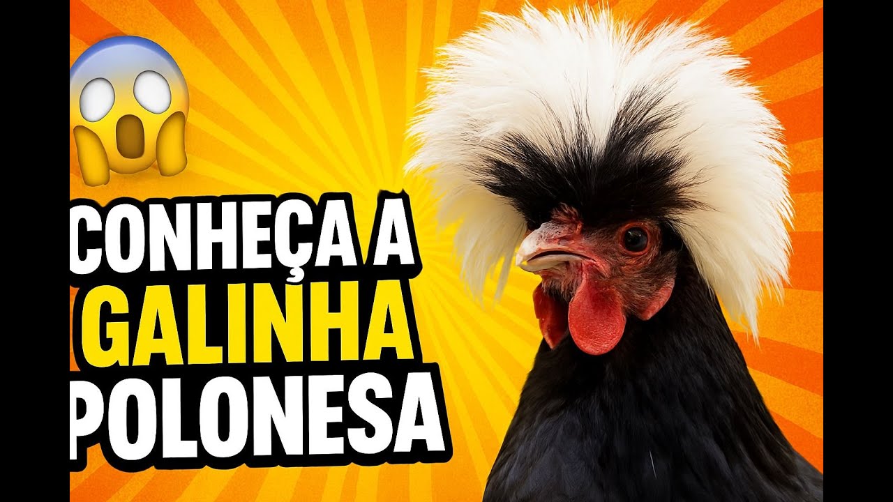 “Galinha Polonesa 🐓 | A Raça Mais Exótica e Encantadora!”