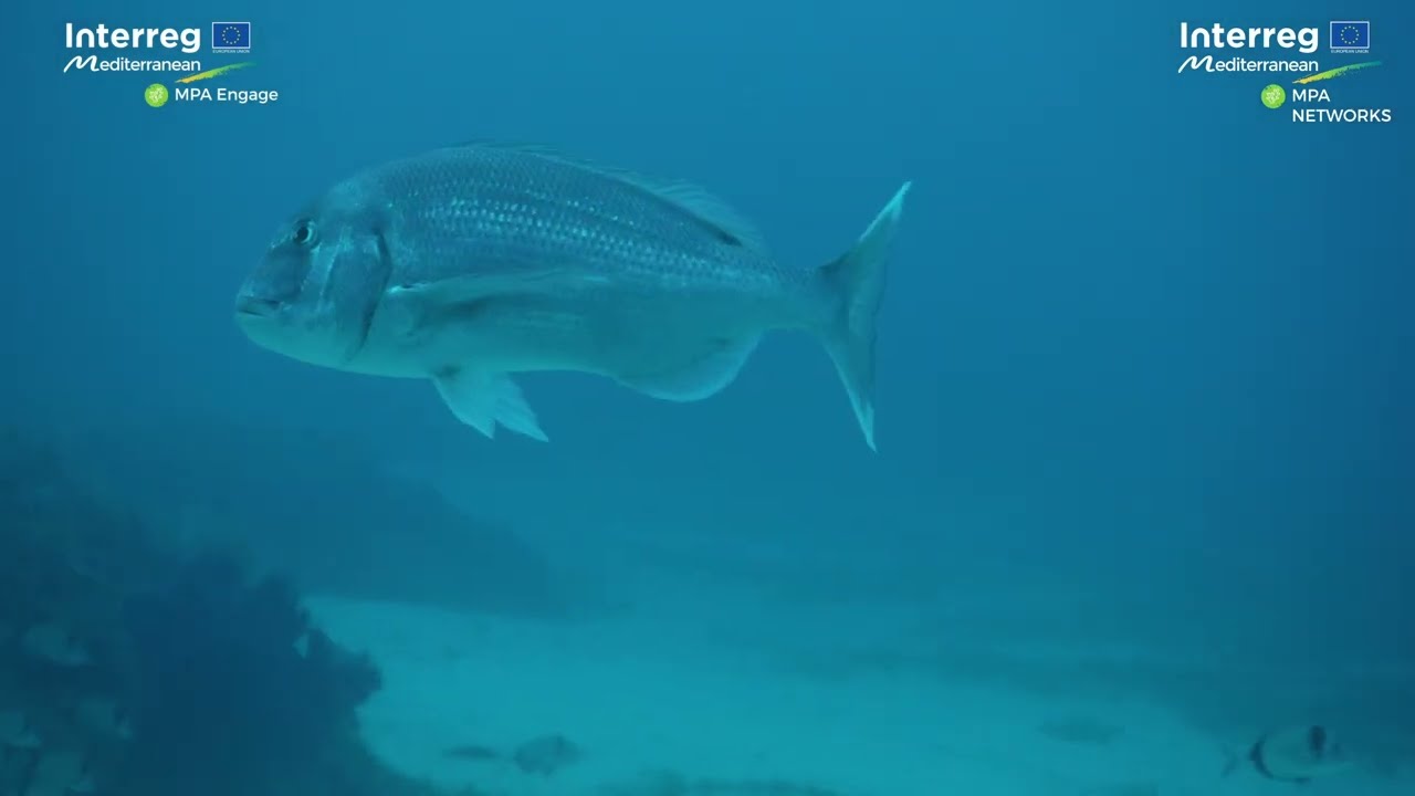 Protecting the sea, a win-win proposition for all - feat. Port-Cros national Park, France