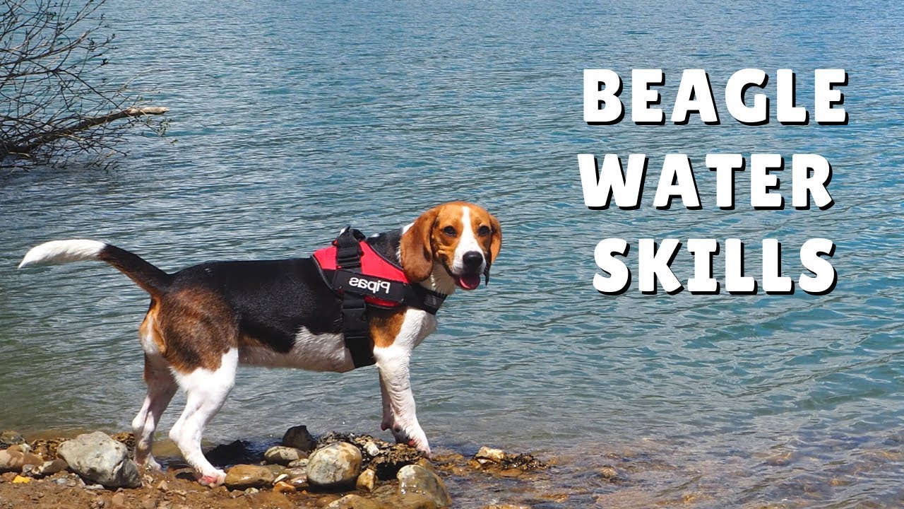 Beagle water skills