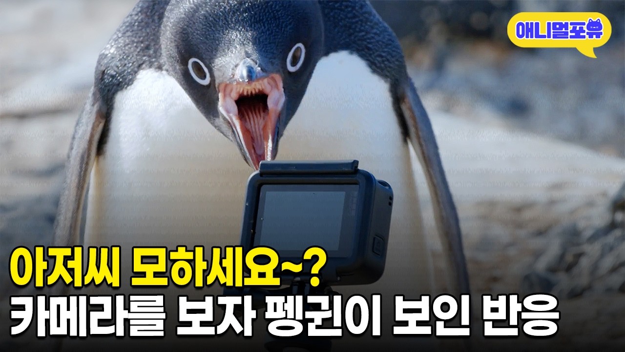 남극 펭귄들을 담기 위한 과학자들의 고군분투ㅋㅋㅋㅠㅠㅣKBS 다큐인사이트 230809 방송