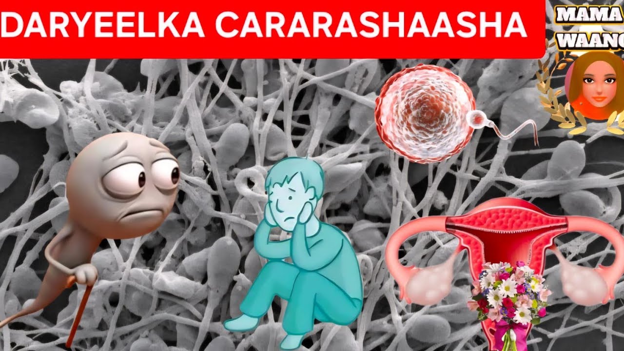 TARTIIB TAADA KUNASO DHIIRO GELINTA WAX KA FAHANKA FERTILITY XAAJI MACOOW GAADA