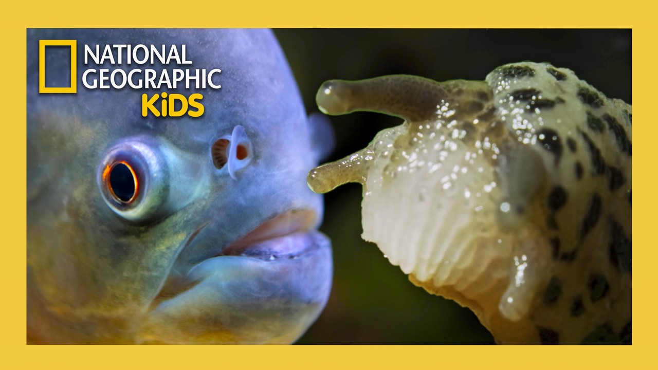 The Most Misunderstood Animals on Earth! 🐌 | Super Animals 💥| Full Episode | ‪‪Nat Geo Kids